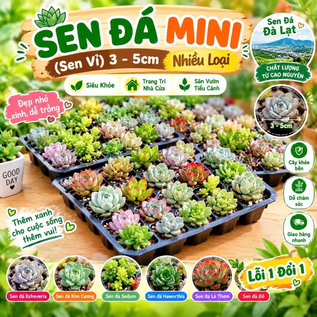 Sen Đá Mini 3 5cm Sen Vỉ Nhiều Loại, Siêu Khỏe Cây Cảnh Mini Cây Để Bàn Trang Trí Nhà Cửa Sân Vườn Tiểu Cảnh